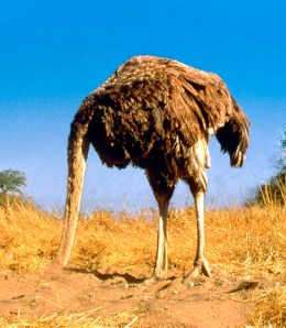 ostrich_head_in_sand